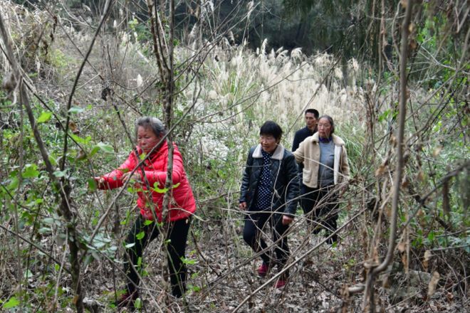 _68�����������ʧ8�죺���³�����������ɽ���ҵ�������ҶΪʳ�漣����_68�����������ʧ8�죺���³�����������ɽ���ҵ�������ҶΪʳ�漣����