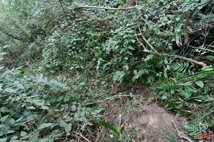 _68�����������ʧ8�죺���³�����������ɽ���ҵ�������ҶΪʳ�漣����_68�����������ʧ8�죺���³�����������ɽ���ҵ�������ҶΪʳ�漣����