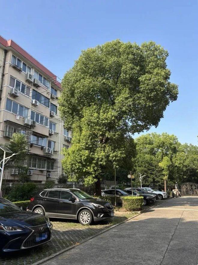 _С�������������ĸ�����Ͷ��_С������������˭�ٱ�